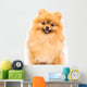 Pomeranian Dog White Wall Decal
