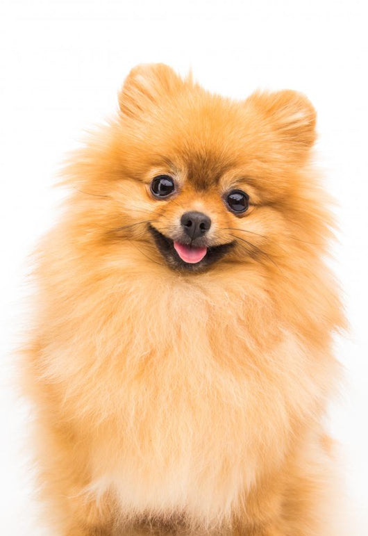 Pomeranian Dog White Wall Decal