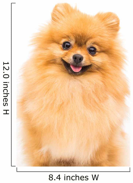 Pomeranian Dog White Wall Decal