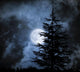 Nightly Sky with Large Wall Decal