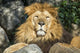 Lion Wall Decal