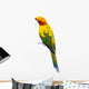 Sun Conure Parrot White Wall Decal