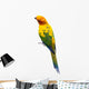 Sun Conure Parrot White Wall Decal