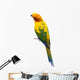 Sun Conure Parrot White Wall Decal