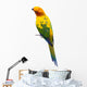 Sun Conure Parrot White Wall Decal