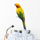 Sun Conure Parrot White Wall Decal