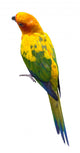 Sun Conure Parrot White Wall Decal