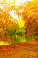 Beautiful Autumn Park Autumnal Wall Decal