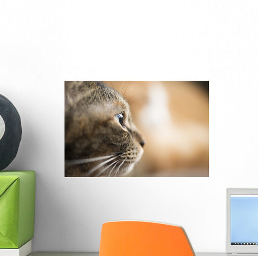 Cat Profile Closeup Wall Decal