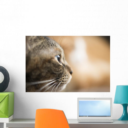 Cat Profile Closeup Wall Decal