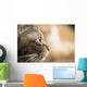 Cat Profile Closeup Wall Decal