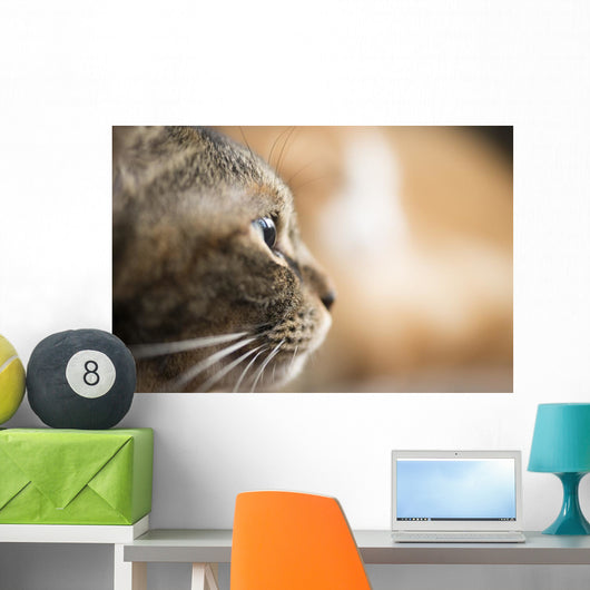 Cat Profile Closeup Wall Decal