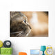 Cat Profile Closeup Wall Decal