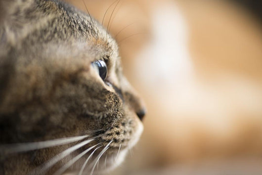Cat Profile Closeup Wall Decal