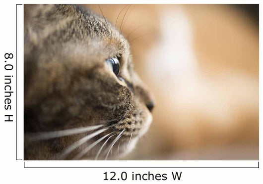 Cat Profile Closeup Wall Decal