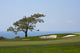 From Torrey Pines Golf Wall Decal