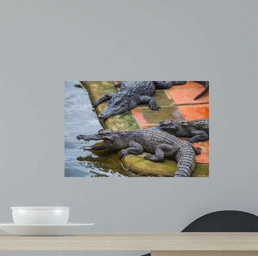 Water Bodies Crocodile Farm Wall Decal