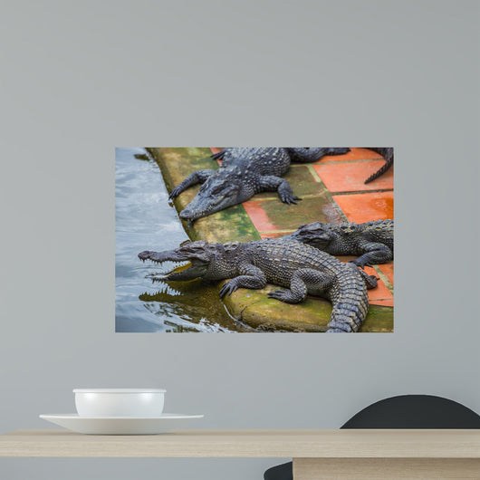 Water Bodies Crocodile Farm Wall Decal