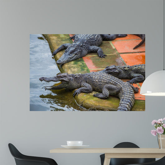 Water Bodies Crocodile Farm Wall Decal