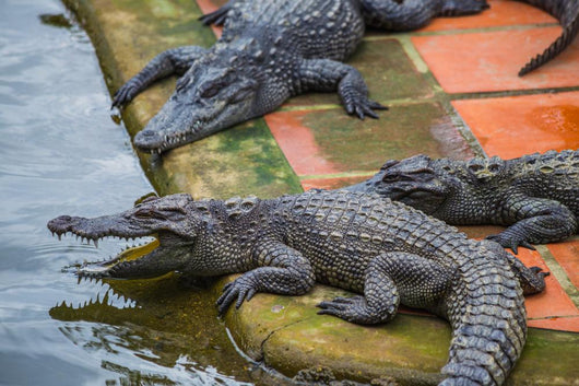 Water Bodies Crocodile Farm Wall Decal