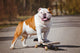 English Bulldog Skateboard Wall Decal