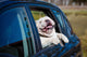 Doggone Happy Bulldog Wall Decal