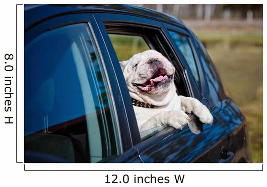 Doggone Happy Bulldog Wall Decal