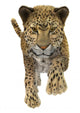 Leopard Wall Decal Design 2