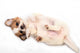 Portrait Chihuahua Puppy Wall Decal
