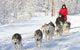 Husky Dogsled Team Wall Decal
