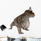 Dinosaur Keratocephalus Wall Decal Design 1