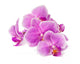 Branch Orchid Flowers White Wall Decal Design 2