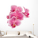 Branch Orchid Flowers White Wall Decal Design 1