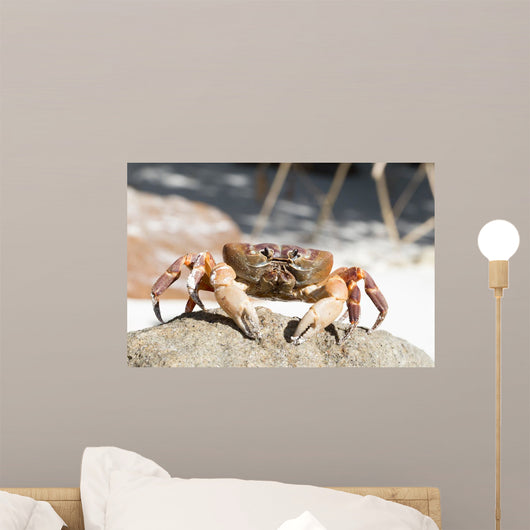 Hairy Leg Mountain Crab Wall Decal