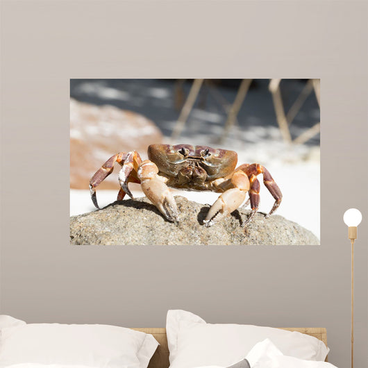 Hairy Leg Mountain Crab Wall Decal