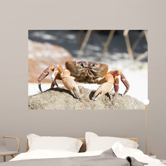 Hairy Leg Mountain Crab Wall Decal