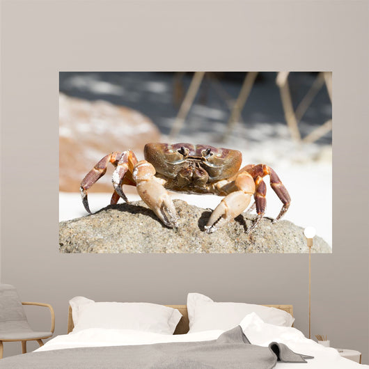 Hairy Leg Mountain Crab Wall Decal