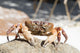 Hairy Leg Mountain Crab Wall Decal