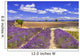 Violet Rows Blooming Lavender Wall Decal