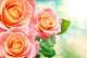 Rose Flower Wall Decal