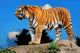 Tiger 2 Wall Decal