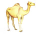 One-humped Camel White Wall Decal