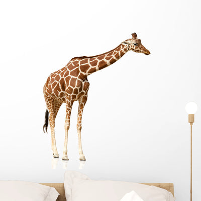 Giraffe White Wall Decal shown on a wall