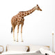 Giraffe White Wall Decal