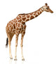 Giraffe White Wall Decal