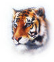 Tiger Illustration Wildlife Animals Wall Decal