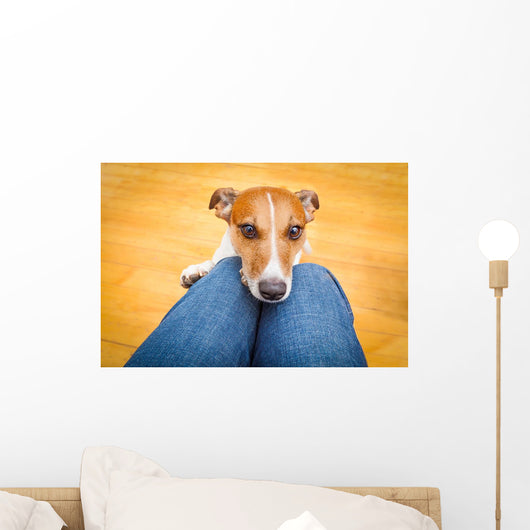 Dog Begging Lap Wall Decal