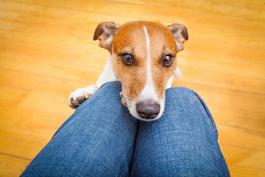 Dog Begging Lap Wall Decal