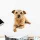 Norfolk Terrier Wall Decal