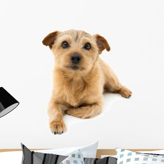 Norfolk Terrier Wall Decal